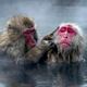 Dunbar first came up with the number by observing primates grooming.